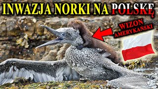 Zabija Nasze Ptaki Ryby Gryzonie  NORKA Amerykańska Podbija Polskę [upl. by Aisinut321]