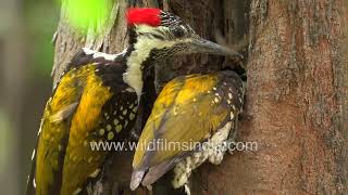 Goldenbacked Woodpeckers or Black rumped Flameback couple start excavating nesthole in Casuarina [upl. by Aihgn460]