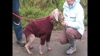 Weimaraners need a home [upl. by Desdamonna]