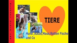 NEW ♥HUND will Schwein schlachtenSchlachtung ohne Blut Funny lustig 2018 [upl. by Muller601]