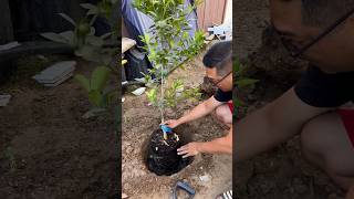 Planting a Calamondin Citrus Tree [upl. by Beker]