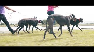 Introducing Greyhound Pets of Ireland [upl. by Chatwin]