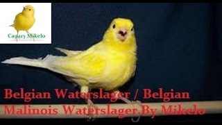 Belgian Waterslager  Belgian Malinois Waterslager training song vol 2 [upl. by Adna]