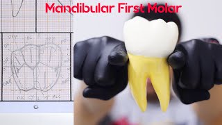 Drawing of Mandibular First Molar  رسم الأسنان [upl. by Wilber]