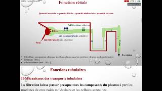 UE3 Physiologie Rénale بالعربية  3 Les Fonctions Tubulaires Par TAGZOUT MAISSENE [upl. by Karina624]