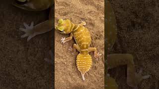 beautiful knob Tailed gecko [upl. by Dove256]