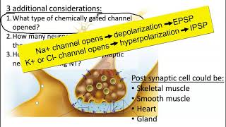 EPSP IPSP Summation [upl. by Ninetta]