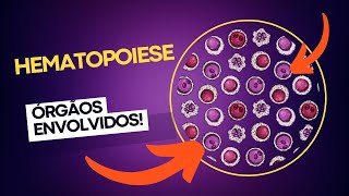 Órgãos que participam da hematopoiese curiosidades hematologia imunologia [upl. by Jandel]