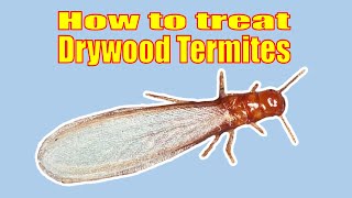 How to Treat a Drywood Termite Infestation Yourself A MUST see if you have Drywood termites [upl. by Cyb899]