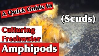 Culturing Freshwater Amphipods ScudsA Quick Guide [upl. by Goldie127]