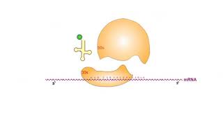 Protein Synthesis Inhibitors antibiotics animation video [upl. by Ronnholm]