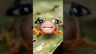 Im a tree frog not a Forest frog [upl. by Lahtnero]