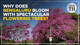 Why does Bengaluru bloom with spectacular flowering trees  The Hindu [upl. by Leirej]