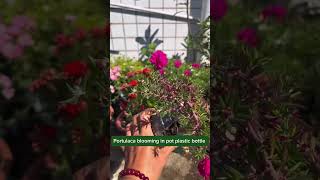 Beautiful portulaca flowers garden howtogrowportulaca shorts [upl. by Lrigybab]