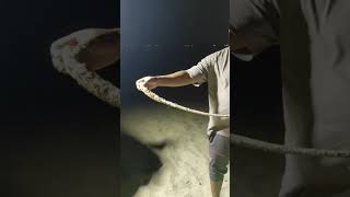 Giant stingray fishing pagi stingray baitandwait qatar shorts [upl. by Ryle677]