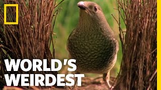 Bowerbird Woos Female with Ring  Worlds Weirdest [upl. by Ayet]