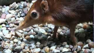 Giant Elephant Shrews [upl. by Westphal536]