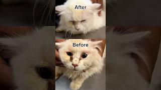 Grooming of dirty cat beforeandafter e [upl. by Ecienahs]