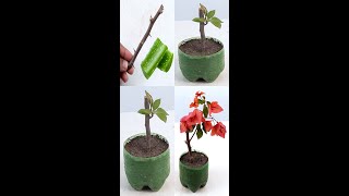 How to Grow Bougainvillea from Cutting propagating bougainvillea by simple cuttingshorts [upl. by Soilissav132]