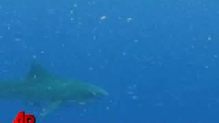 First Person Man Battles Tiger Shark [upl. by Ellga]