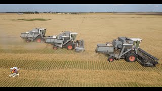 Colorado Wheat Harvest like its the 1970s with 3 Gleaner L2 Combines [upl. by Citarella]