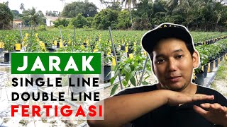 FERTIGASI 3  Jarak tanaman fertigasi yang sesuai  Single line amp Double line [upl. by Prudhoe]