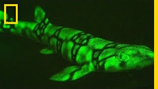 Neon Sharks Caught on Camera  National Geographic [upl. by Tonia916]