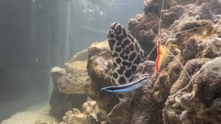 Intro to my Tessalata eel and his friends [upl. by Cherida261]