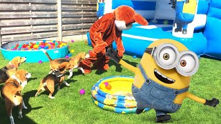 THROWING MY DOGS A MINION THEMED BIRTHDAY BALL PIT POOL PARTY [upl. by Nylloc]