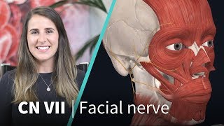 Anatomy Dissected Cranial Nerve VII facial nerve [upl. by Tullus]