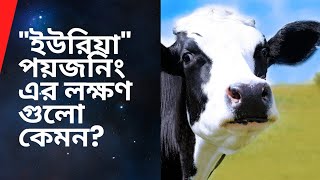 গরুতে quotইউরিয়াquot পয়জনিং এর লক্ষণ গুলো কি কি Symptoms of urea poisoning in cattle urea cow ox [upl. by Lat]