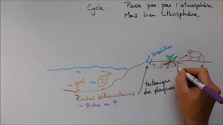 Cycles biogéochimiques  Cycle du phosphore [upl. by Nylodnewg]