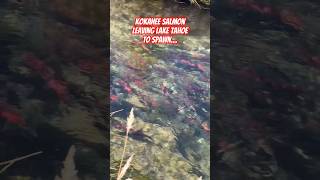 Kokanee Salmon Spawning Run Lake Tahoe [upl. by Thibaut]