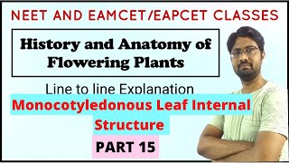 Isobilateral Leaf  Monocot Leaf Internal Structure  Anatomy of Flowering Plants  PART 15 [upl. by Jahn]