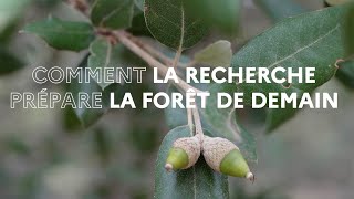 A Cadarache la recherche française prépare la forêt de demain [upl. by Gerianne]