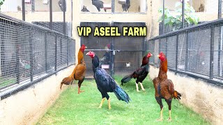 Best aseel murgha farm in pakistan [upl. by Hoffmann]