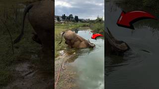 Buffalo drowned in the pond shorts viral [upl. by Einneg]