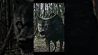 Power full Wolf Attacked ❤‍🔥📛👻shortsfeed shorts trending [upl. by Anhcar]