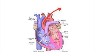 Cardiac Output Stroke Volume Ejection Fraction Ficks Principle [upl. by Arjan]