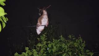 Ringtail Possum [upl. by Bang]