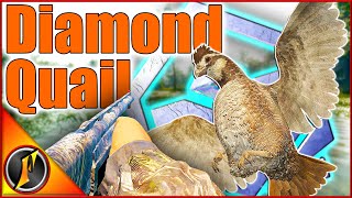 Diamond Bobwhite Quail  Another Checklist Trophy ✅  theHunter Call of the Wild [upl. by Notniuq291]