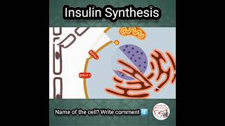 💦 INSULIN SYNTHESIS [upl. by Ial647]