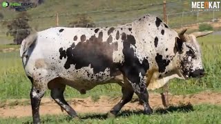 Lot 3  SW 1638  Exteen Ngunis at the Nguni Regainer Auction on 12 October 2023 [upl. by Lowndes322]