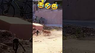 Photo padvo che 😅😅🤣🤣🤣😂😂😂 funny comedy shortvideos viralvideo [upl. by Ellicec401]