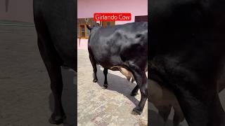 💎 Girlando Cow For Sale 7009645902  ChopradairyFarm trending cow dairyfarm punjab farming [upl. by Ybhsa510]