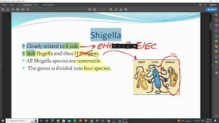 12 part 2 shigella and salmonella microbiology [upl. by Bathsheb348]