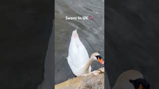 A day In Roundhay park UK 🇬🇧  kannadigainuk  kannadavlogs ukstudentlife [upl. by Ranger803]