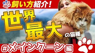 【超デカいけど飼いやすい】世界最大の猫種メインクーンの魅力紹介12飼育時の注意点や病気、寿命も解説します。 [upl. by Oflodur]