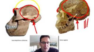 Skullcast comparison of hominin skulls [upl. by Ahtnahc]