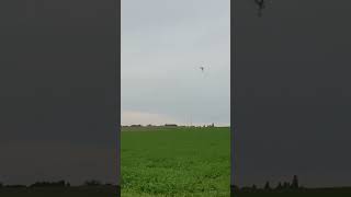 LOPING LOP shorts rcplane rc [upl. by Alyks850]